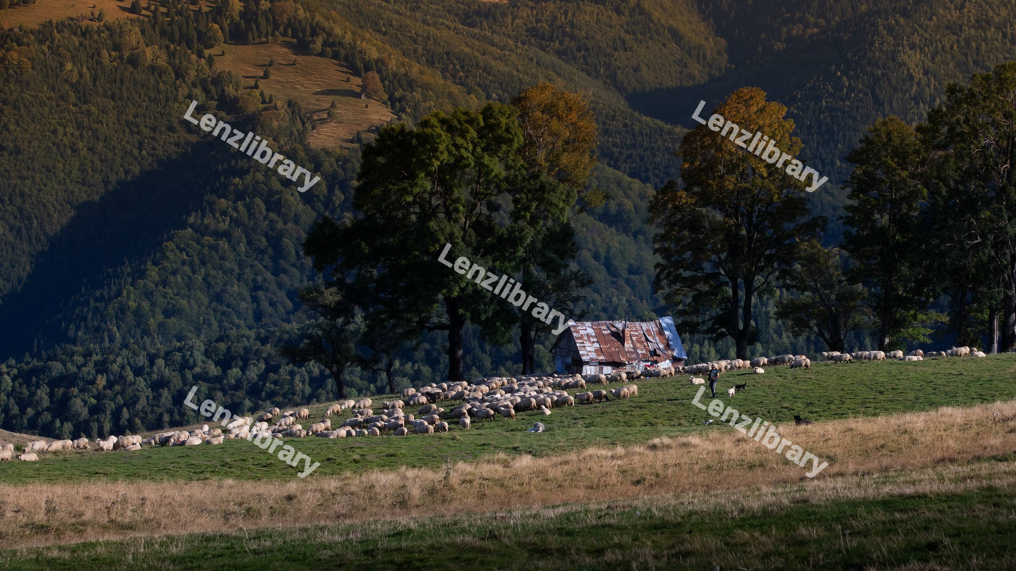 Sheep in grass field
